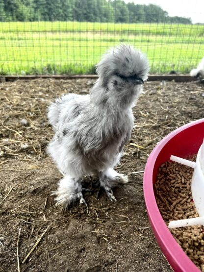 Splash Silkie