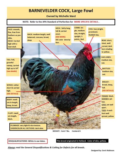 Barnevelder Chicken