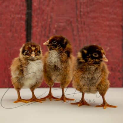 Barnevelder Chicken - Image 3