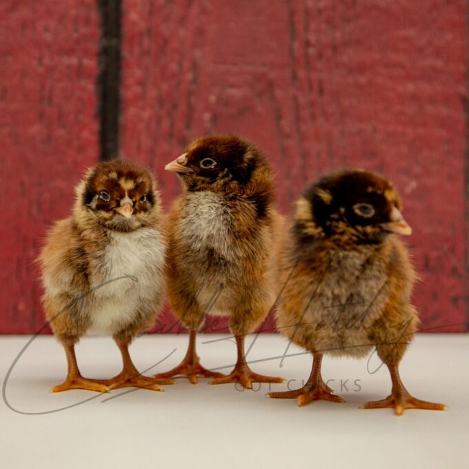 Barnevelder Chicks