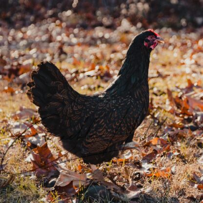 Barnevelder Chicken - Image 6