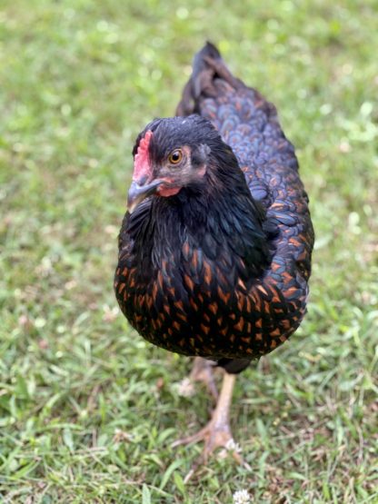 Barnevelder Credit: Jason Stabenow-Schneider