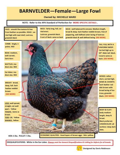 Info on Barnevelders Chickens