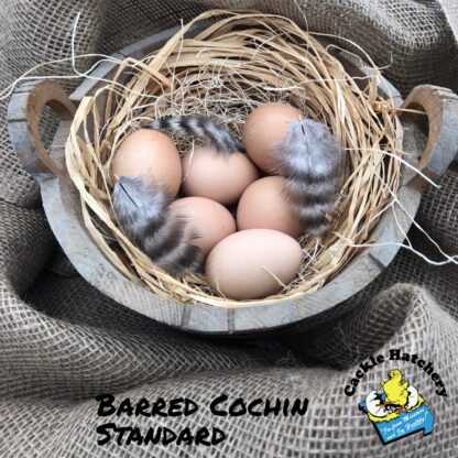Barred Cochin Eggs