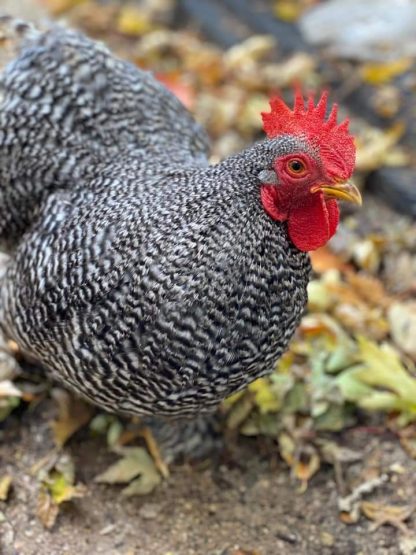 Barred Cochin Bantam