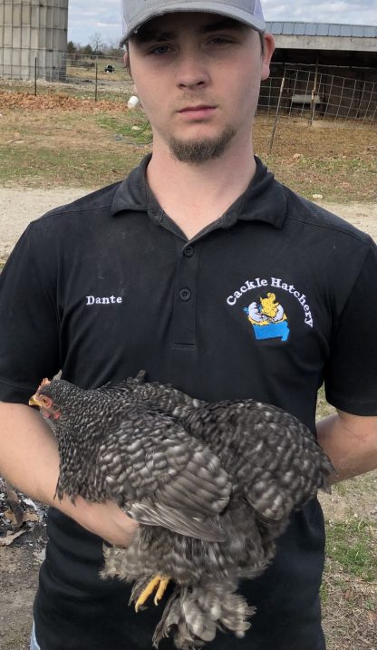 Barred Cochin Bantam Chicken