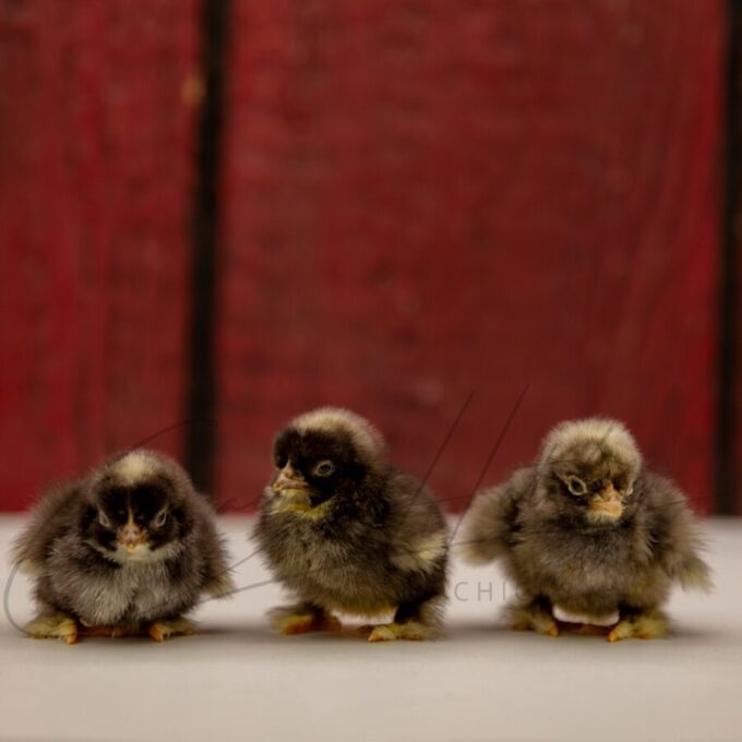 Barred Cochin Bantam - Image 3