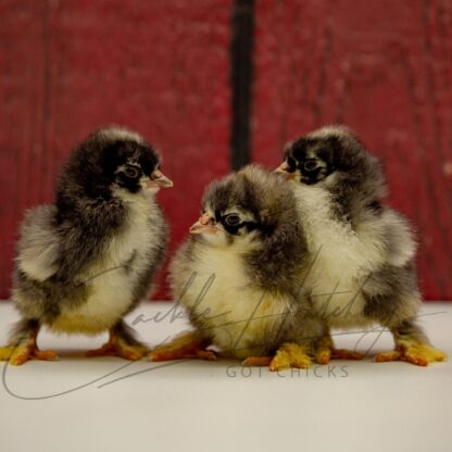 Barred Cochin Standard Chicken - Image 3