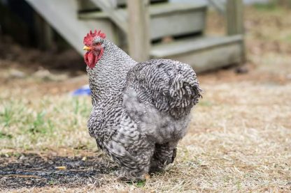 Barred Cochin Standard Chicken