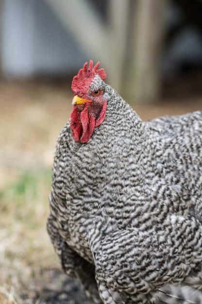 Barred Cochin Standard Chicken