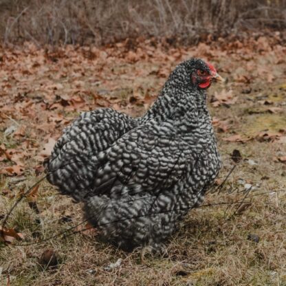 Barred Cochin Standard Chicken - Image 2