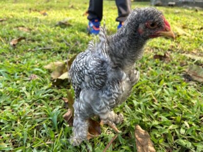 Barred Cochin Standard Chicken