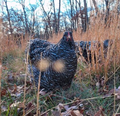 Barred Cochin Standard Chicken