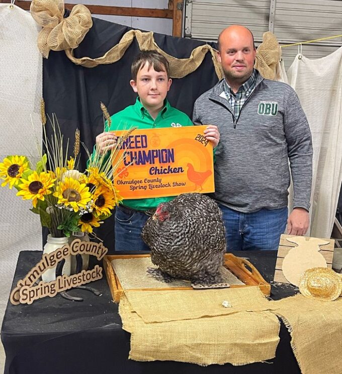 Barred Cochin Standard Chicken