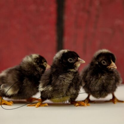 Barred Old English Game Bantam - Image 3