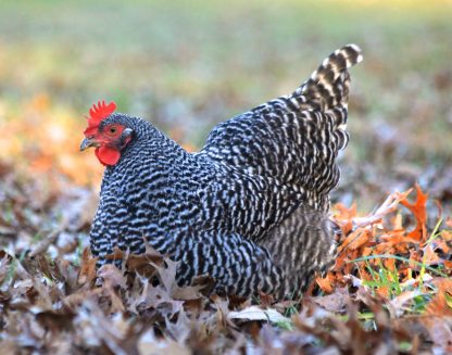 Barred Rock Credit: Ashley Bonick