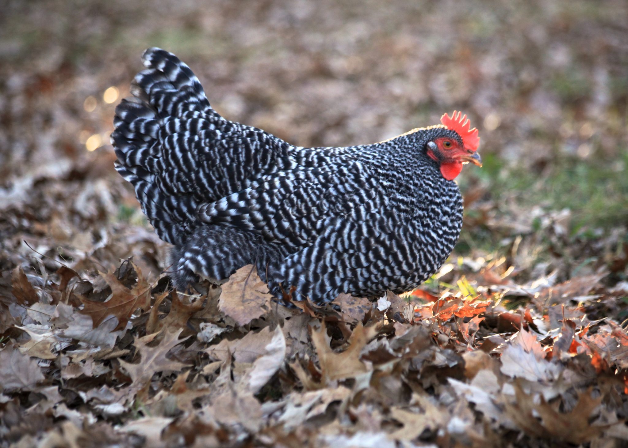 Barred Rock Chickens For Sale Cackle Hatchery®