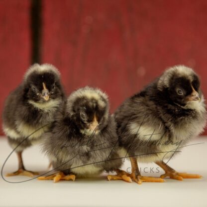 Barred Rock Chicken - Image 3