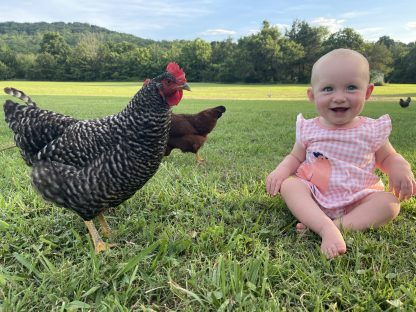 Barred Rock Credit: Ashley Bonick