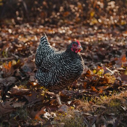 Barred Rock Chicken - Image 2