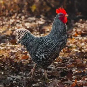 Crazy Cackle Zombie Chicken - Not Sexed - Cackle Hatchery