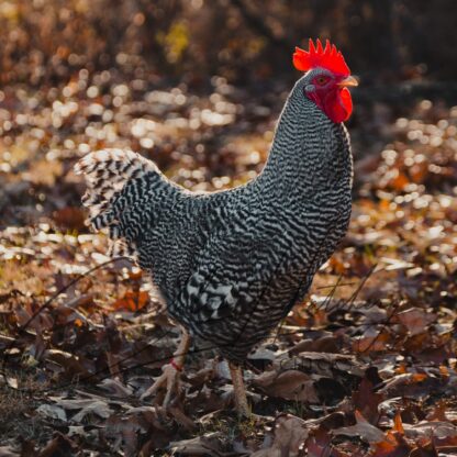 Barred Rock Chicken
