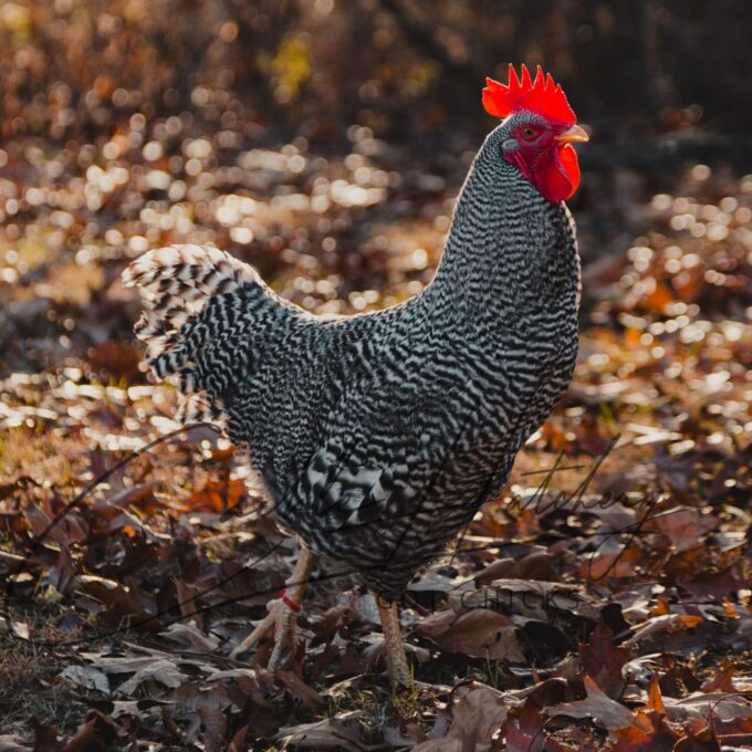 Barred Rock Rooster