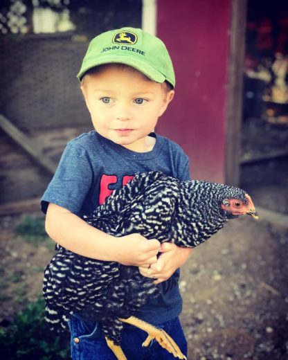 Barred Rock Chicken