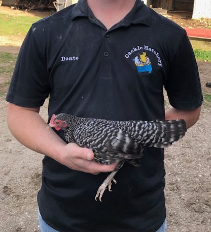Barred old English bantam