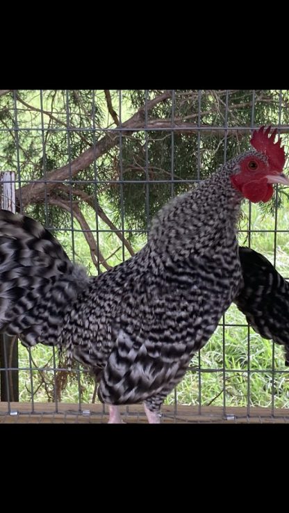 Barred old English game bantams