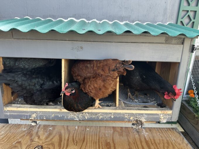 Silkie Bantam Special - Image 28