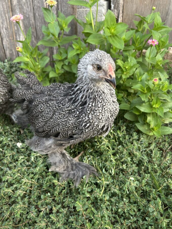 Dark Brahma Chicken - Image 67