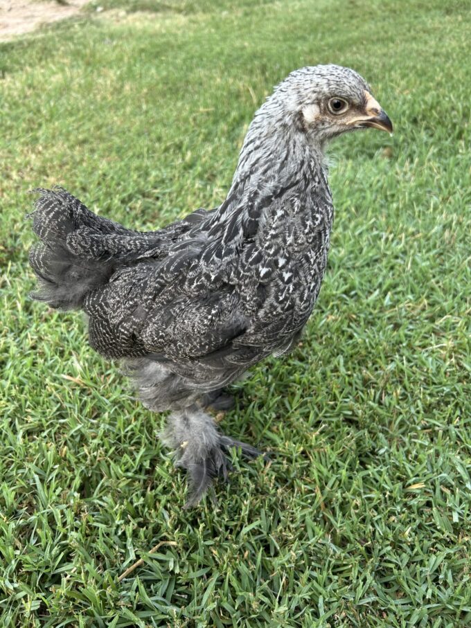 Dark Brahma Chicken - Image 68