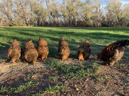 Golden Laced Cochin Standard