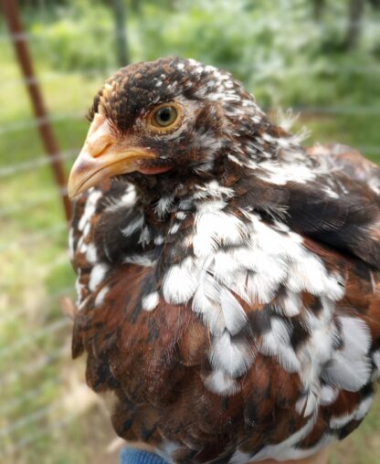 Speckled Sussex