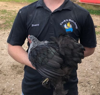 Birchen Cochin Bantam