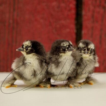 Birchen Cochin Bantam - Image 3