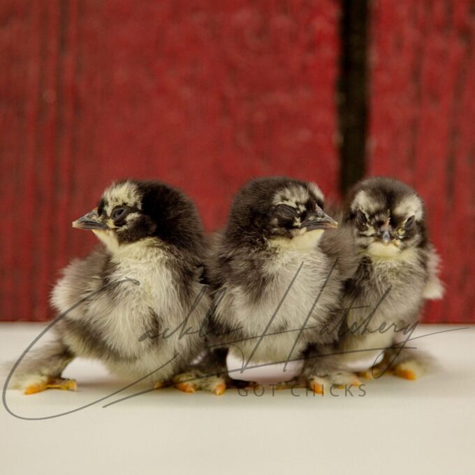 Birchen Cochin Bantam Chicks