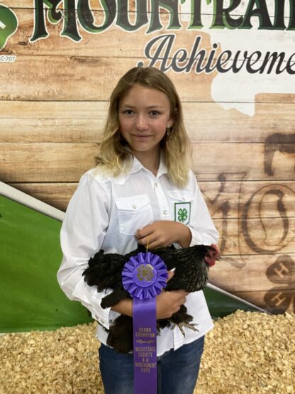 Birchen Cochin Bantam