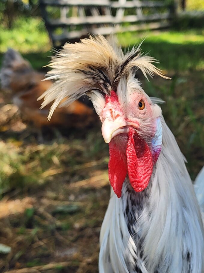 Silver Spangled Appenzeller Spitzhauben Chicken - Image 59