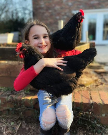 Black Australorp Chicken