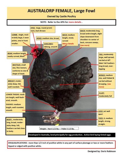 Black Australorp