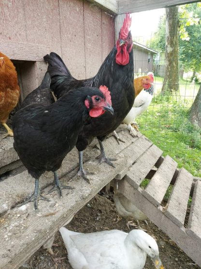 Black Australorp Chicken