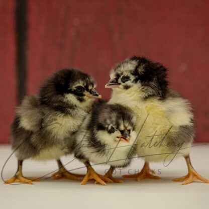 Black Australorp Chicken - Image 3