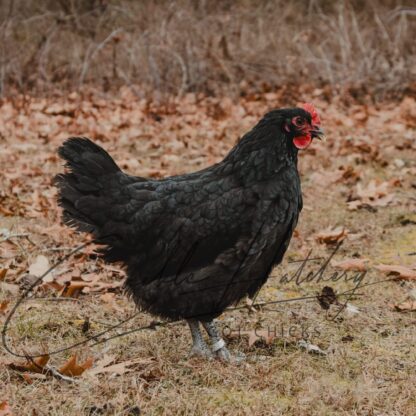 Black Australorp Chicken - Image 2