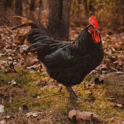 Black Australorp Chicken