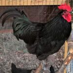 Black Australorp Chicken