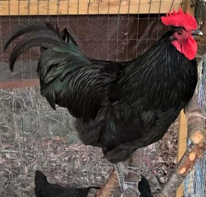 Black Australorp Chicken