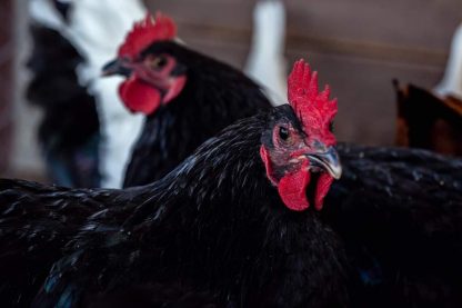 Black Australorp