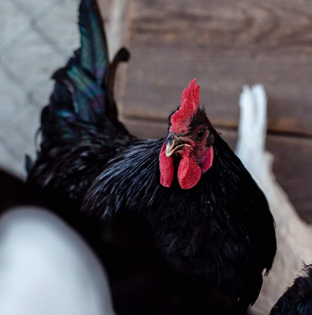 Black Australorp Chickens Chicks for Sale Online Cackle Hatchery®